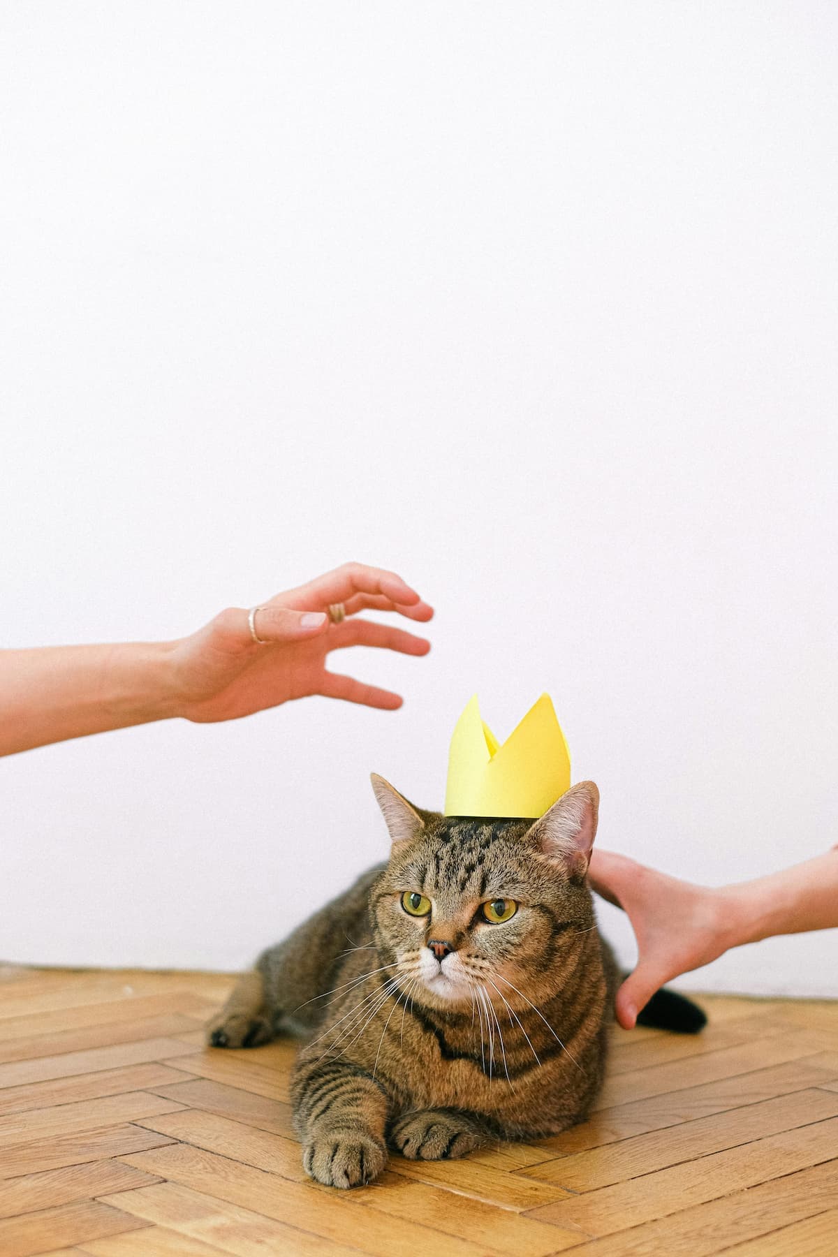 Guide till djurförsäkring