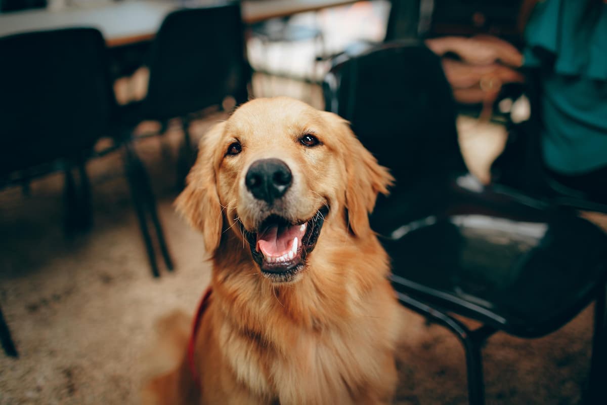 Glad hundägare i parken